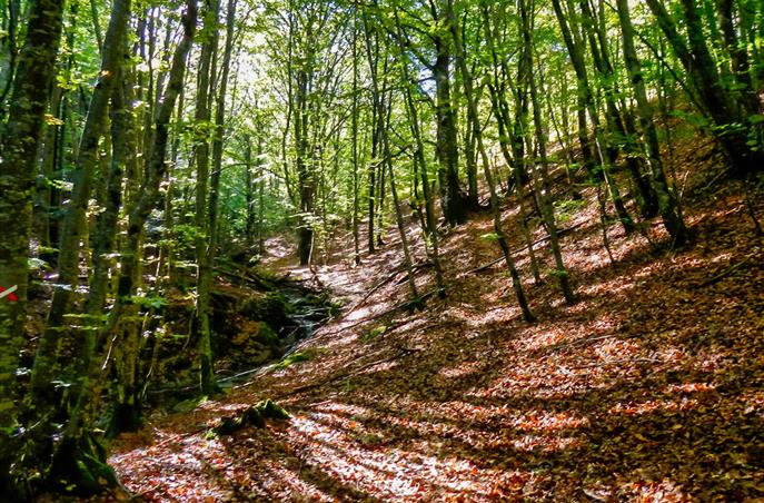 Parc Naturel Régional du Haut Languedoc - Près de l'Hôtel Résidence à Nissan-Lez-Enserune (34)